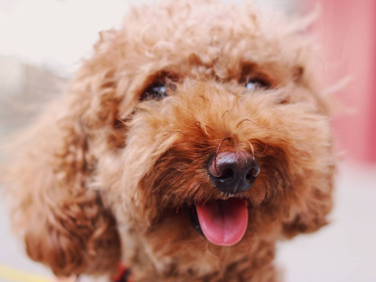 Elige una raza de perro que te guste y encaje con tu estilo de vida, como el Labradoodle.