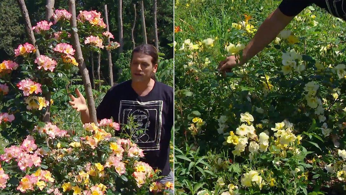 Dos variedades de rosales mutabilis deco622