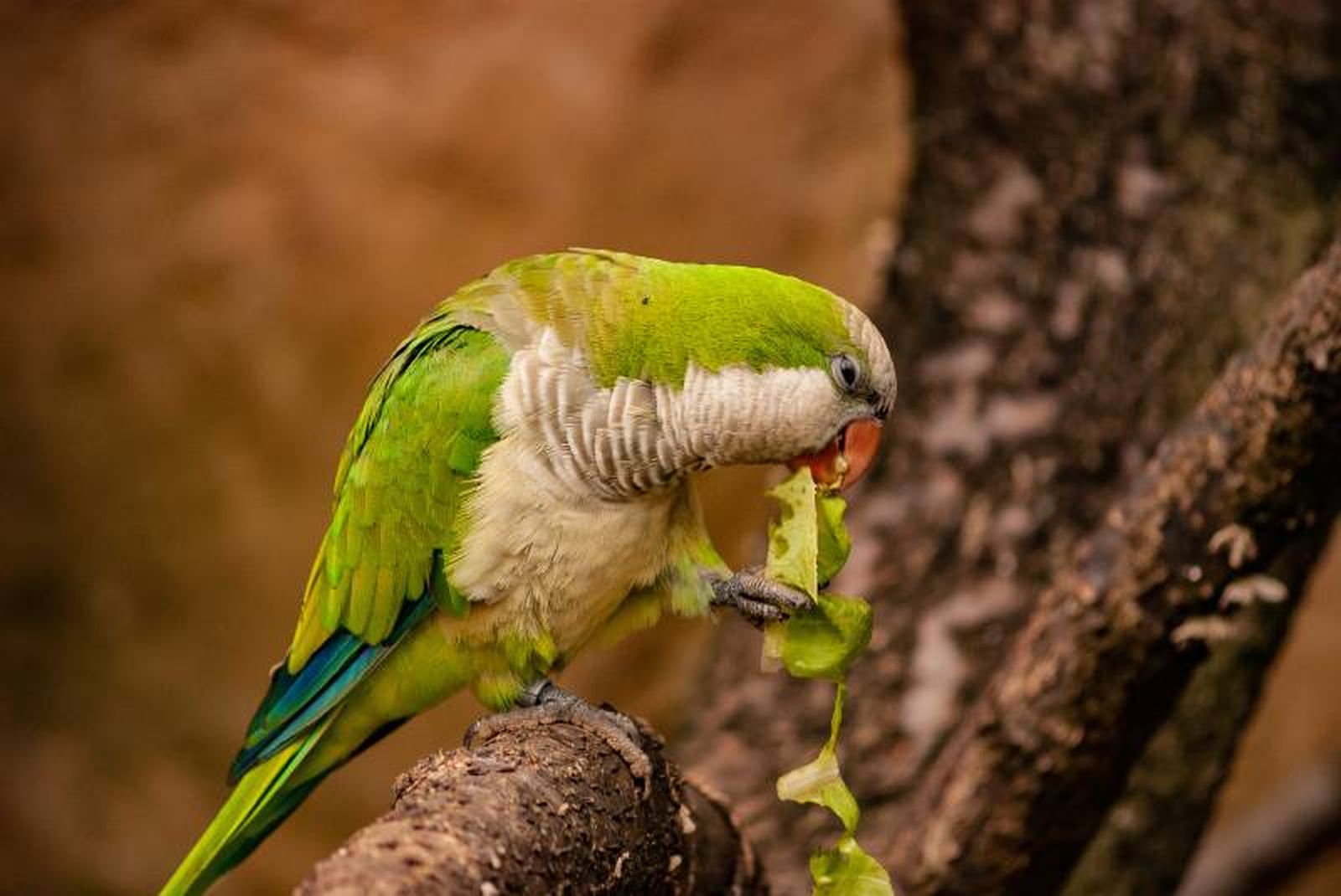 La dieta de una cotorra o catita tiene que ser variada y equilibrada.