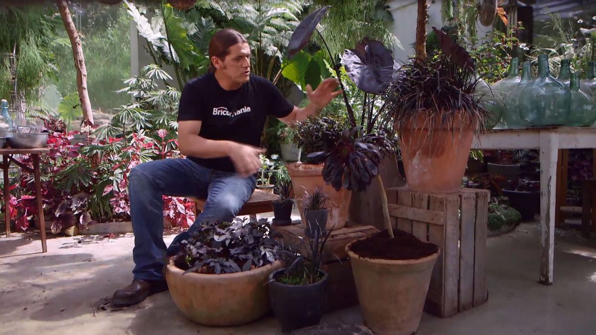 brico 916 3 escudo persa plantas hoja negra composicion