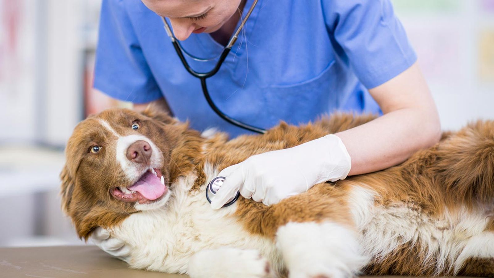 como llevar perro veterinario 4
