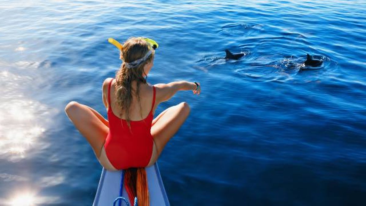 animales marinos visita verano costas espana cetaceos delfines tiburones