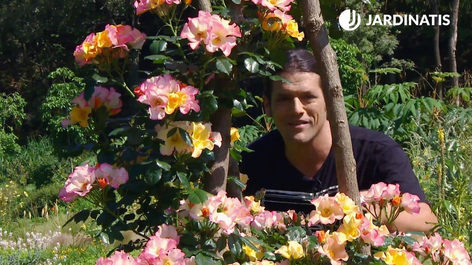 variedades de rosales mutabilis Rosal Eclat de rire Rosal Bet Figueras xl deco622