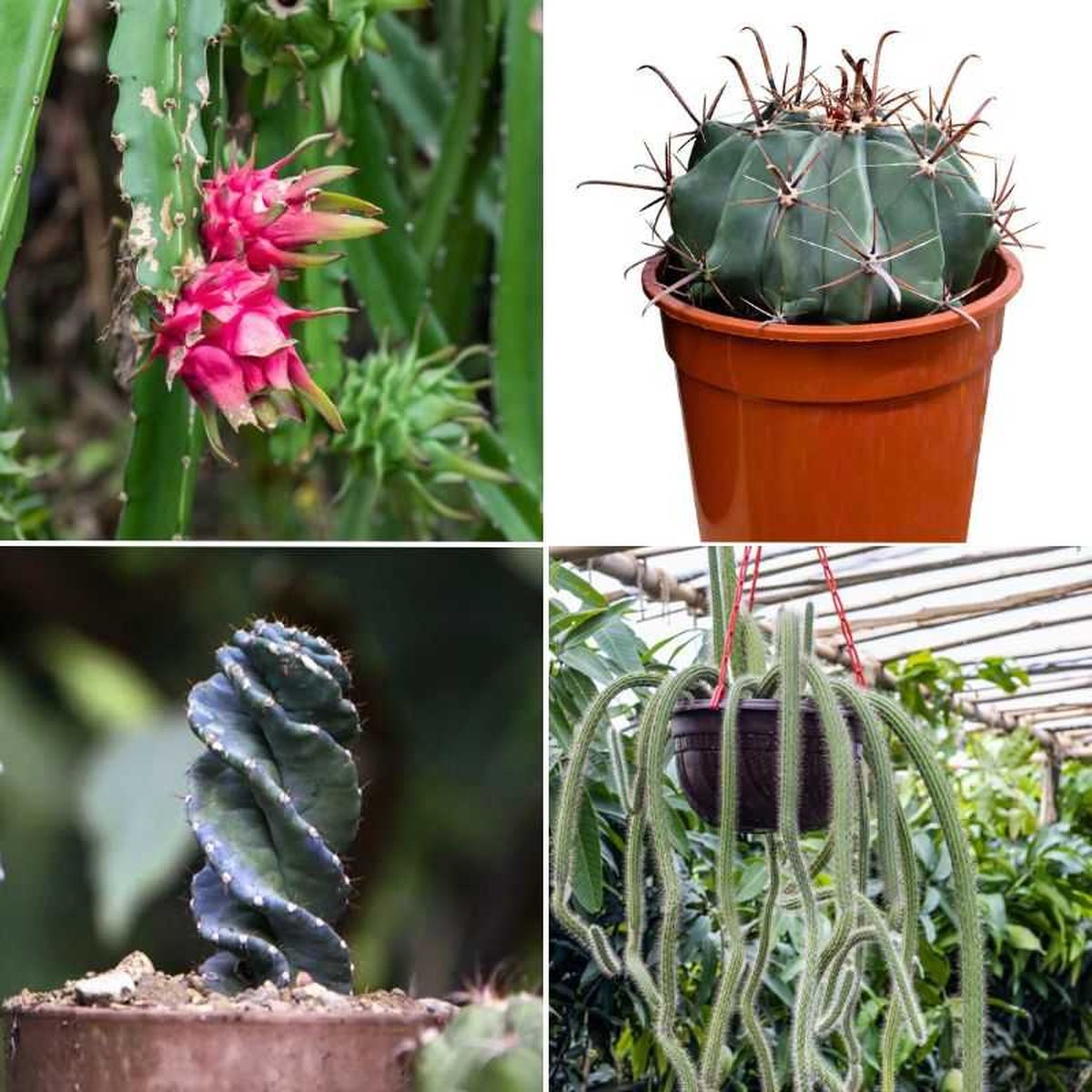 Planta pitahaya, biznaga de agua, cactus espiral y cactus rasta.