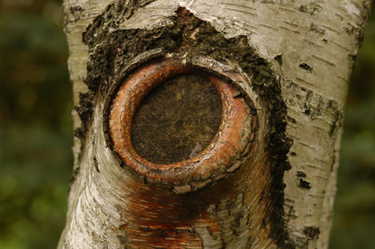 Cómo podar las ramas grandes de un árbol paso 6