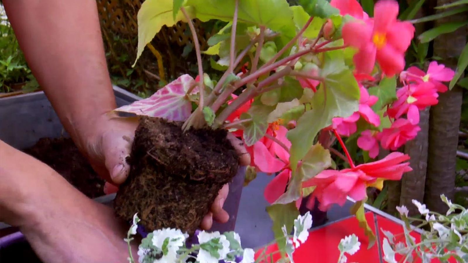 brico 794 jardin plantas colgantes verano begonias tuberosas