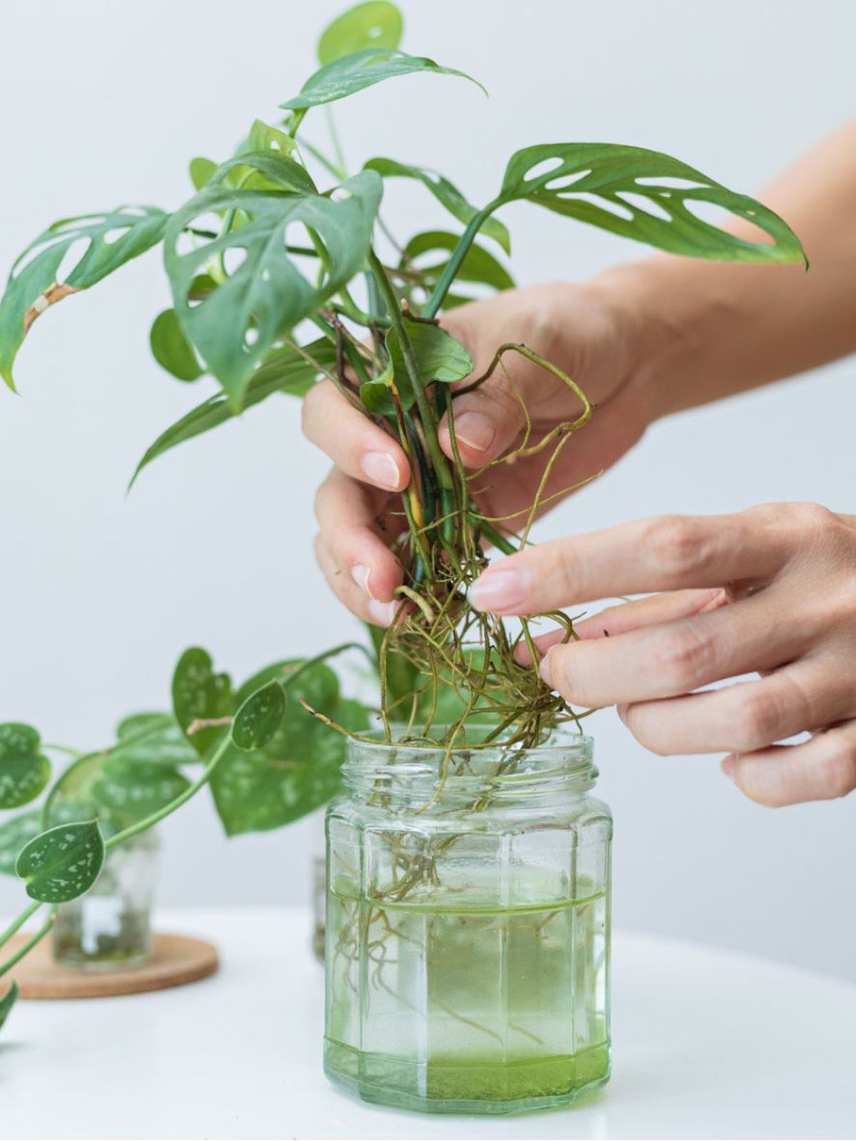 propagar monstera en agua