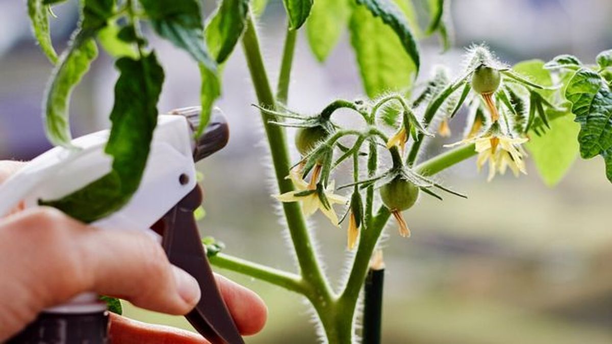 mantenimiento de los tomates