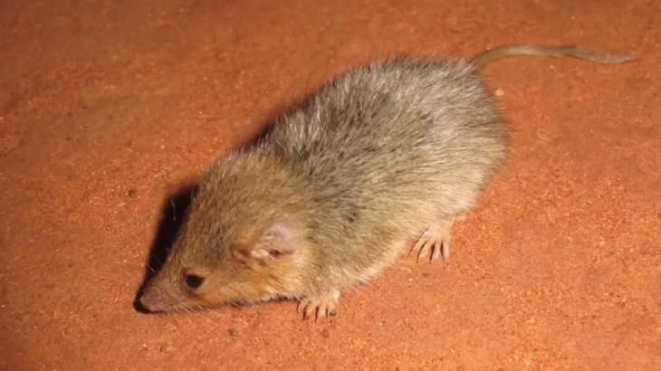 animales que empiezan por w wongai ningaui