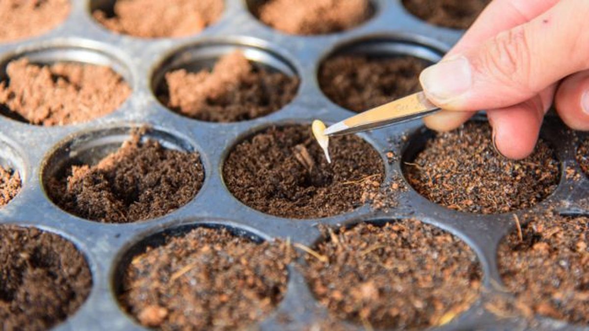 plantar semillas de melon en semillero