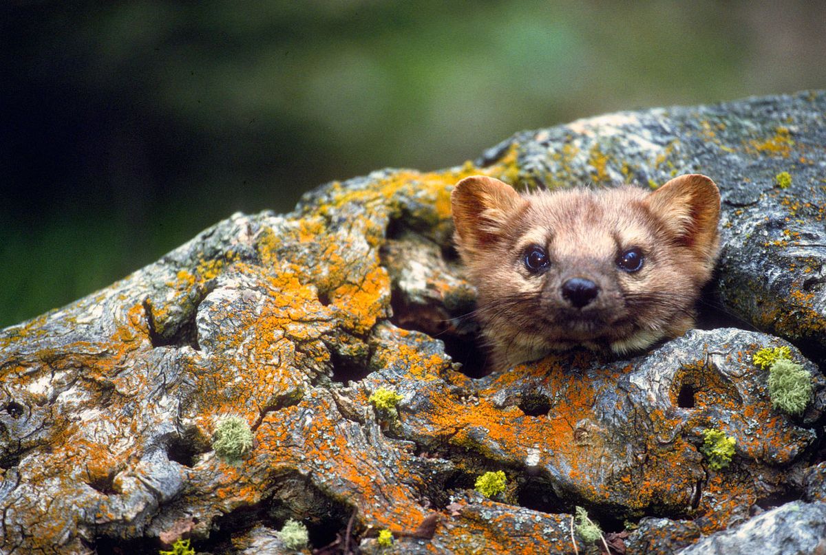 marta esconderse piedras