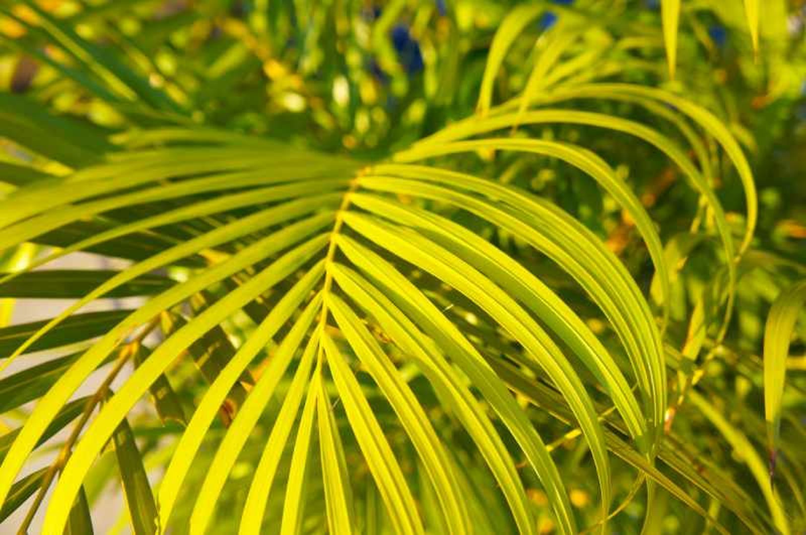 Chamaedorea seifrizii.