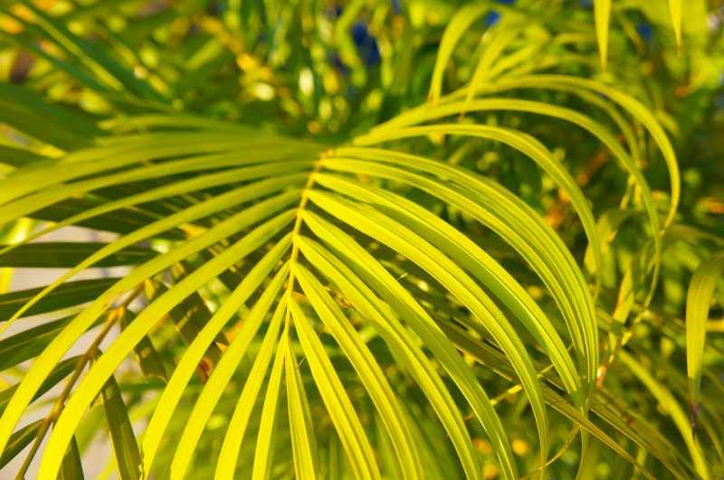Chamaedorea seifrizii.