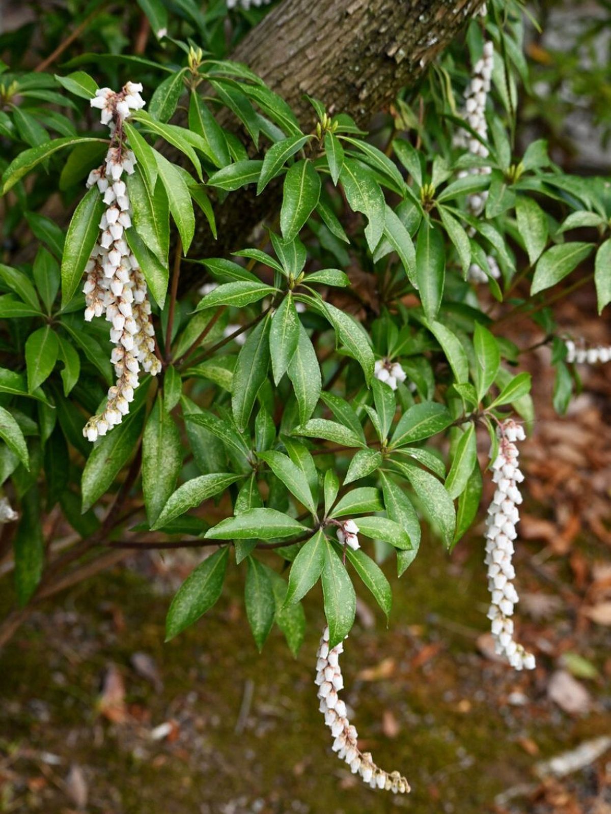 planta andromeda flores