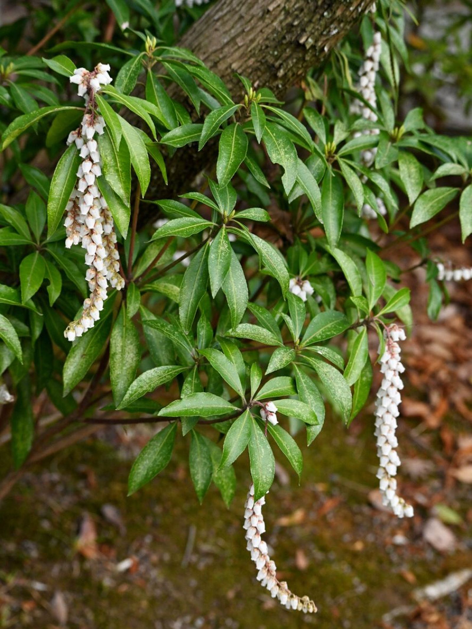 planta andromeda flores