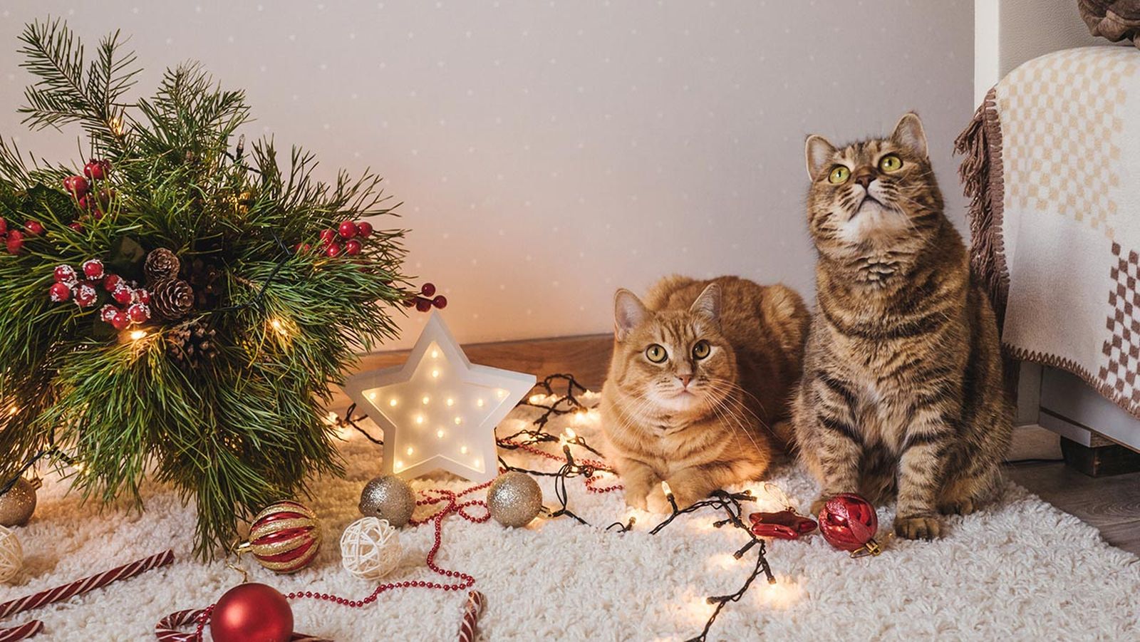 El árbol de Navidad desata la curiosidad de nuestros felinos.