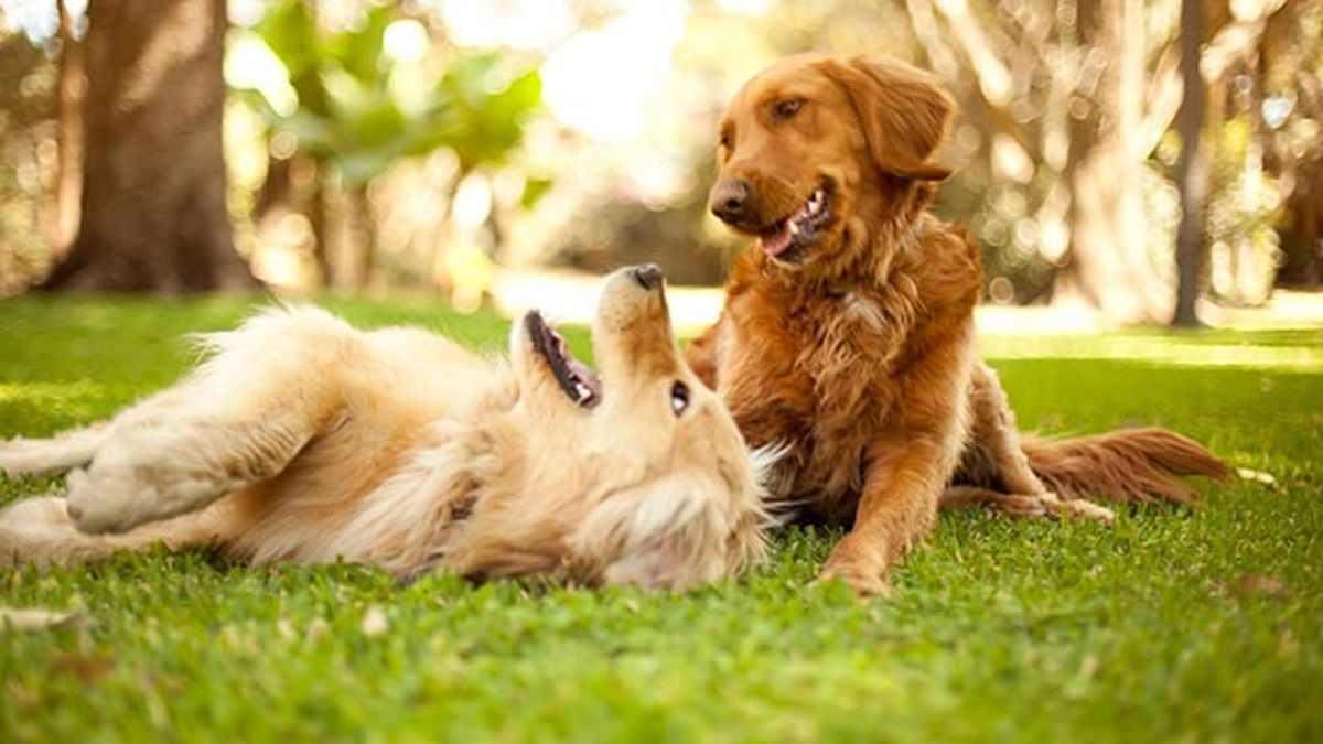 pareja de goldens