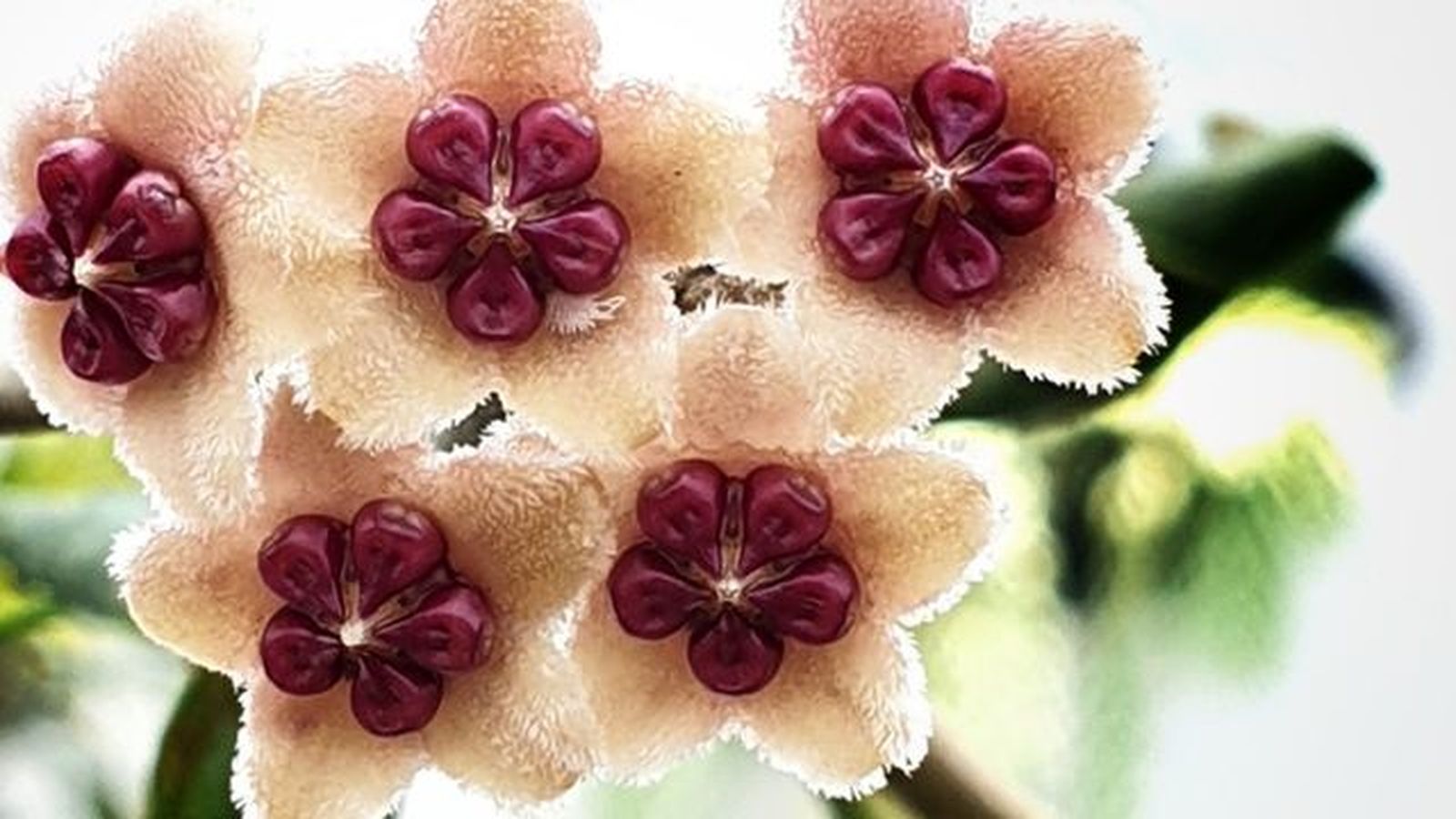 flor hoya kerrii