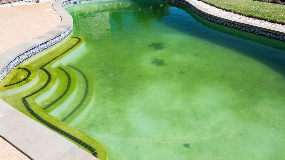 como quitar las algas de la piscina xl