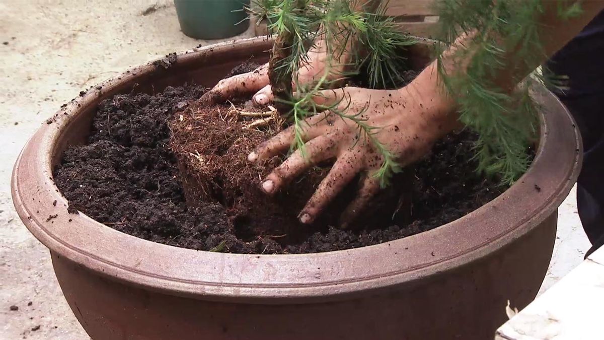 brico 1034 alerce larix decidua horstmann recurved trasplante