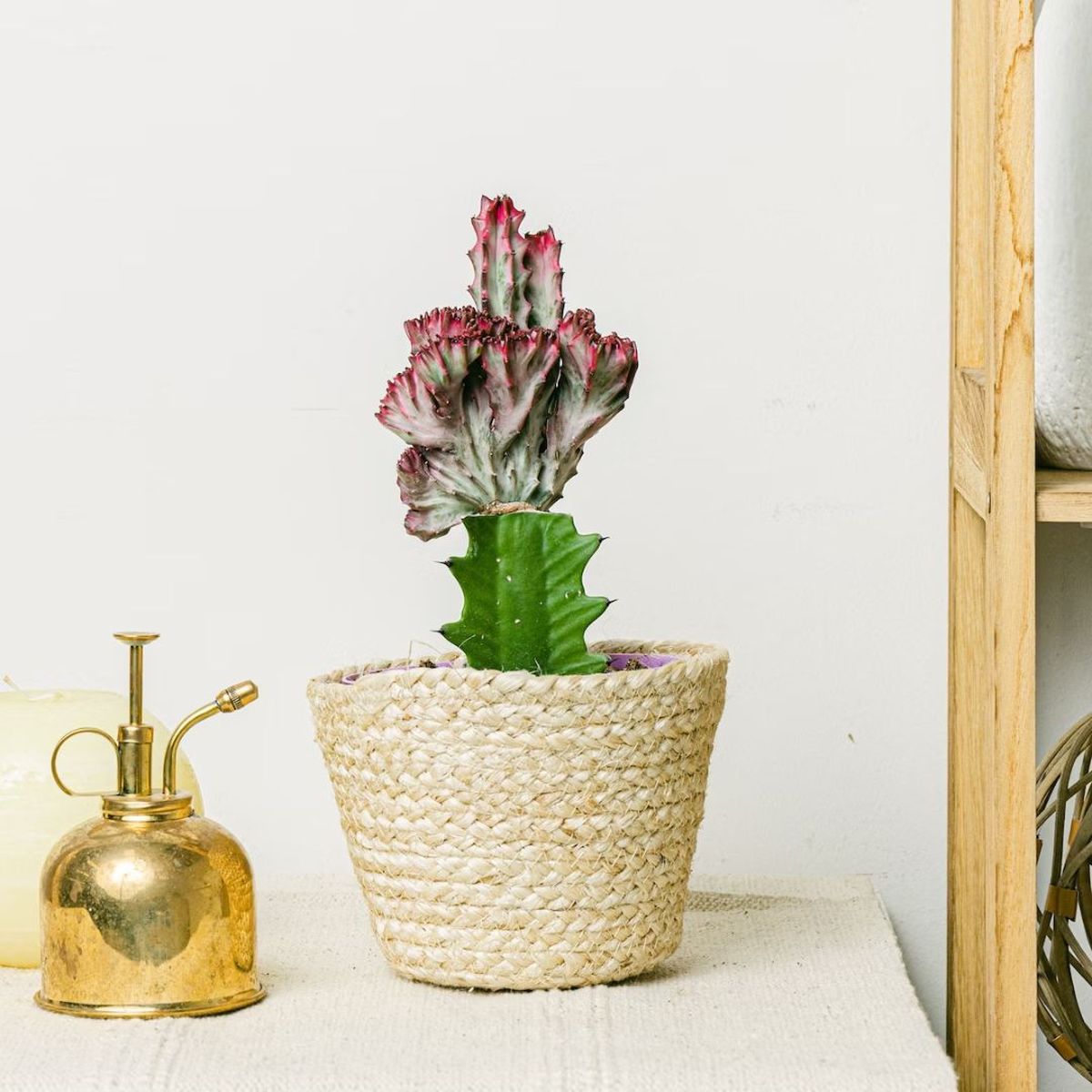 Euphorbia lactea variegata crestata be green