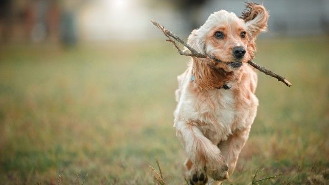 cocker spaniel 5
