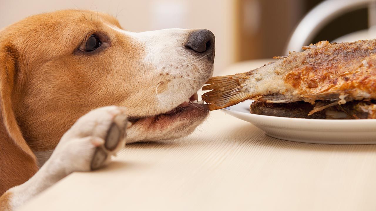 comida sostenible perros 7