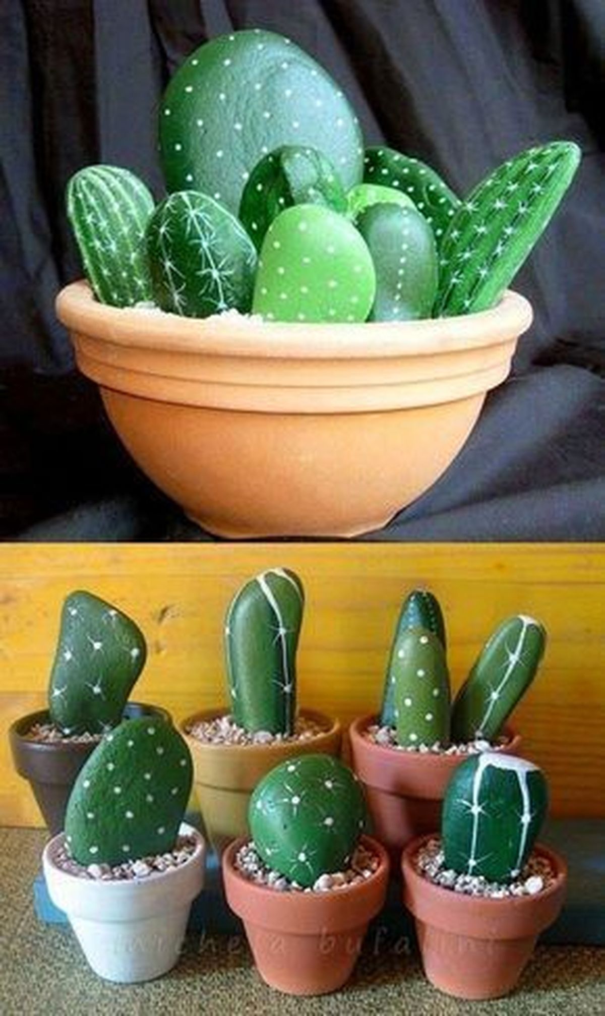 cactus con piedras