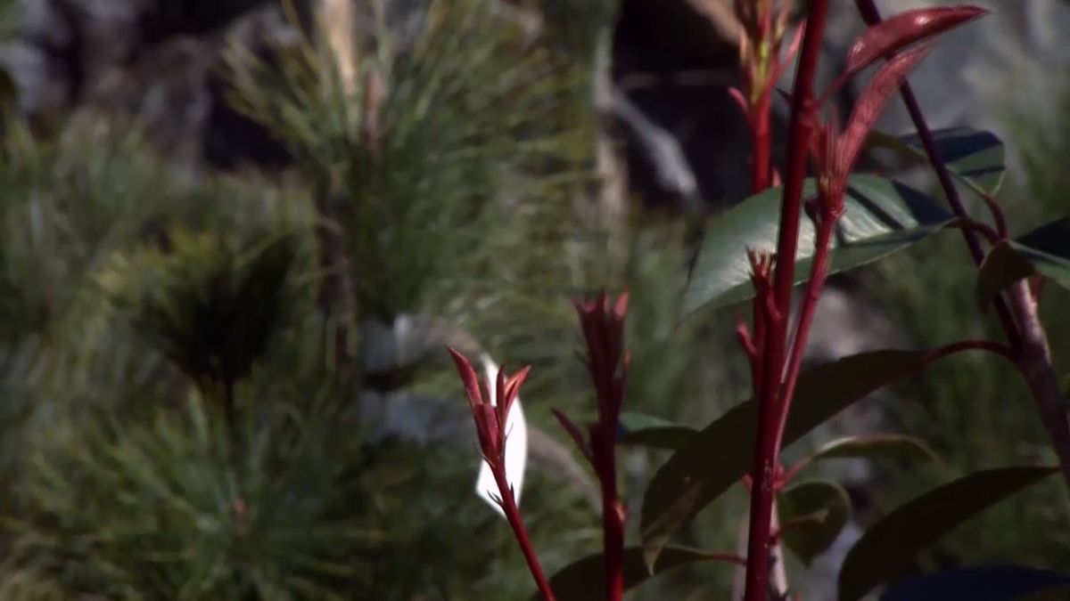 deco 688 photinia red robin hojas