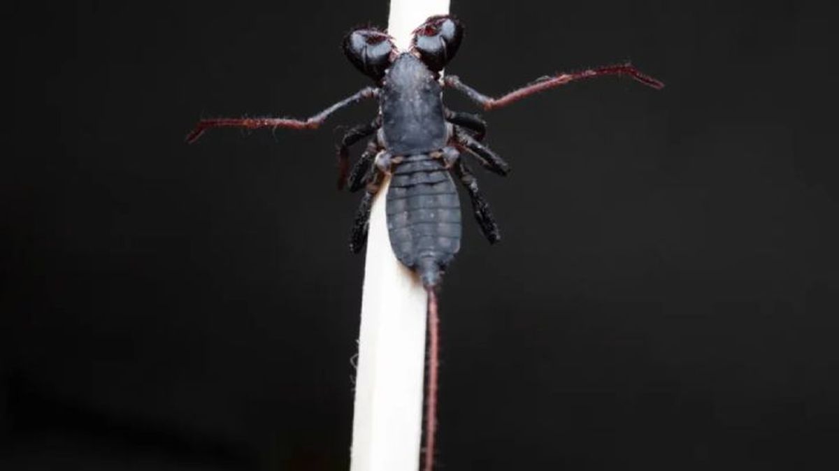 animales que empiezan por v vinagrillo