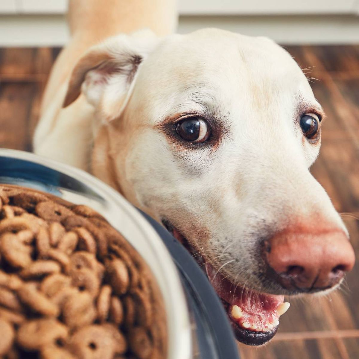 comida para perros composicion nutrientes esenciales