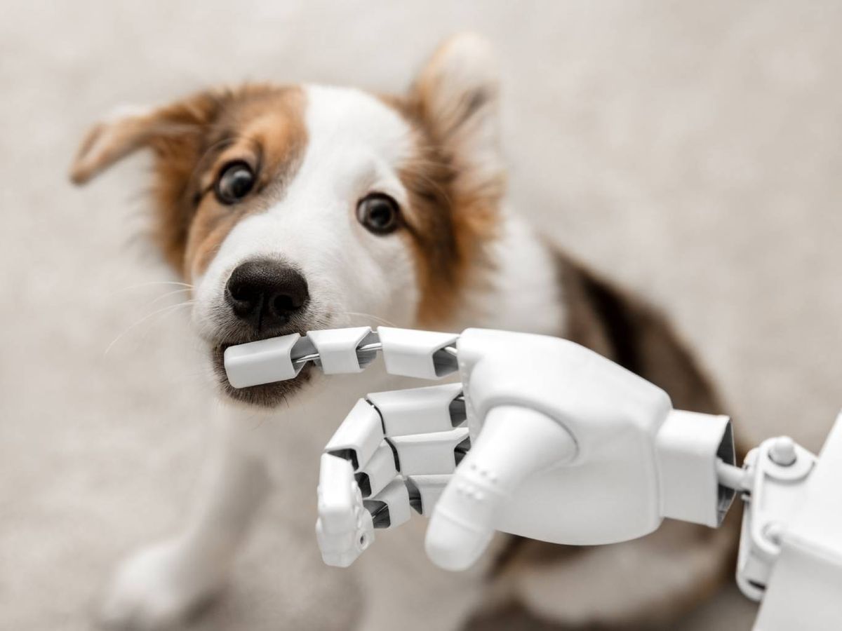 Convertir a tu mascota en un humano es mucho más que una moda viral.