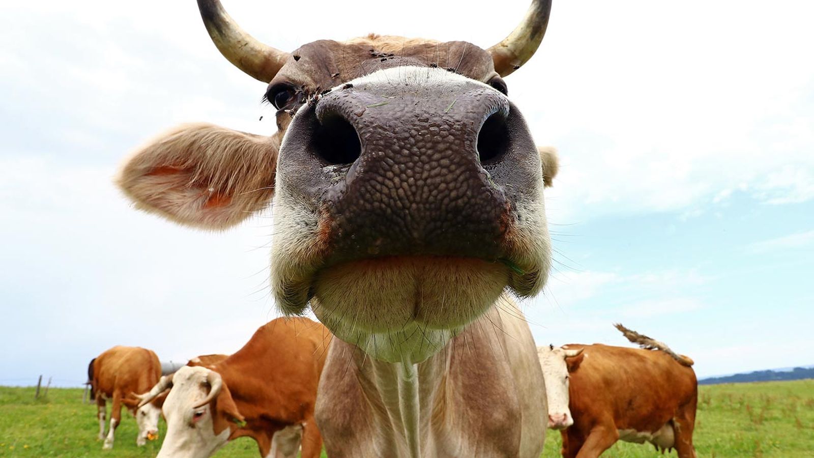 selfies divertidos animales granja portada