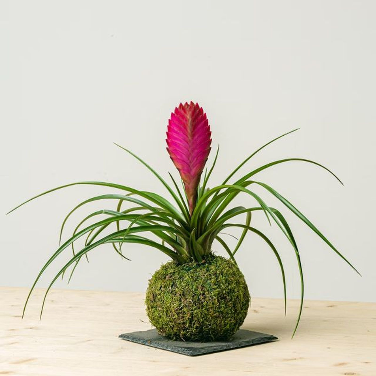 tillandsia kokedama be green