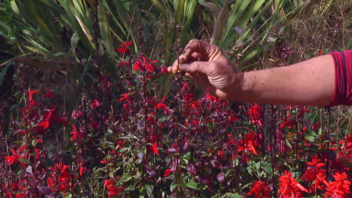 deco667 jardineria lobelia cardinalis tallos floracion