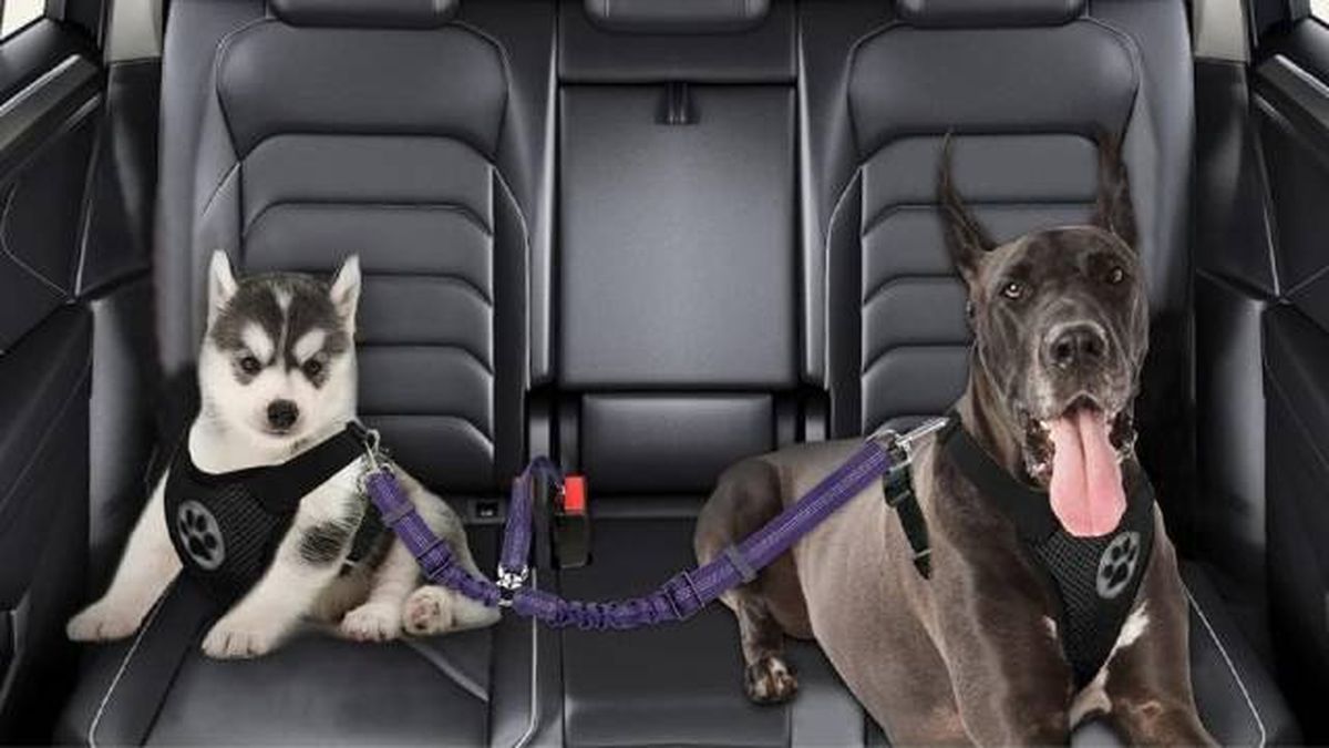 doble cinturon de seguridad perros en coche