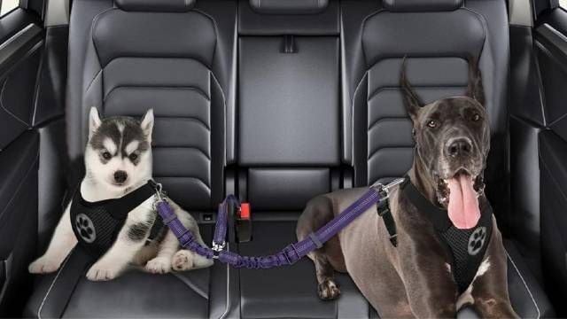doble cinturon de seguridad perros en coche