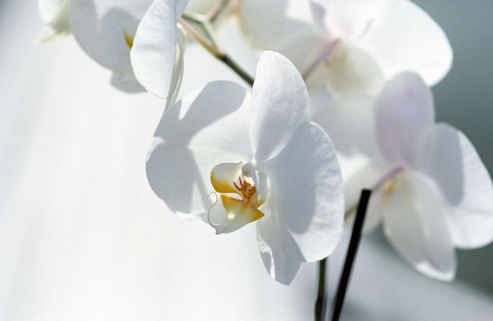 Cuidados y mantenimiento de las orquídeas