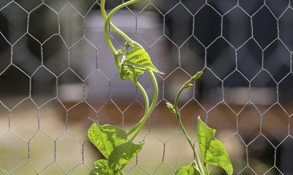 Soporte para plantas trepadoras