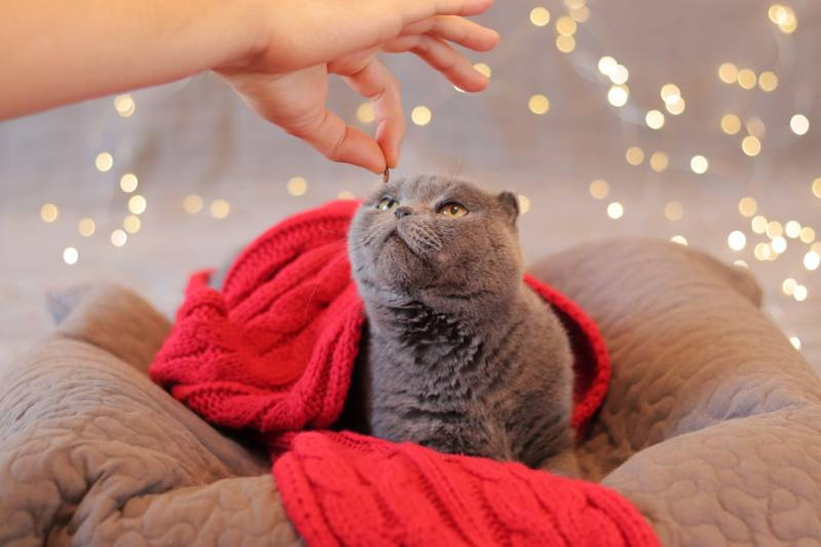 ¿A tu gato le gustan los juguetes o las golosinas?