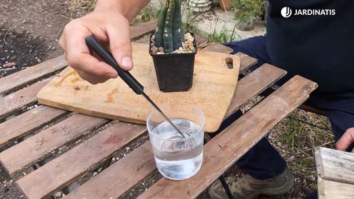 esterilizar herramientas para injertar cactus 22 17