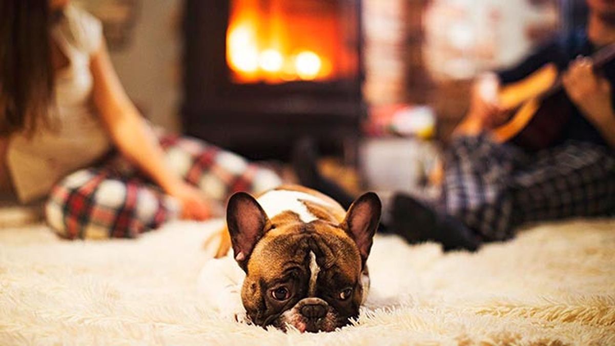 abrigar perro frio 3