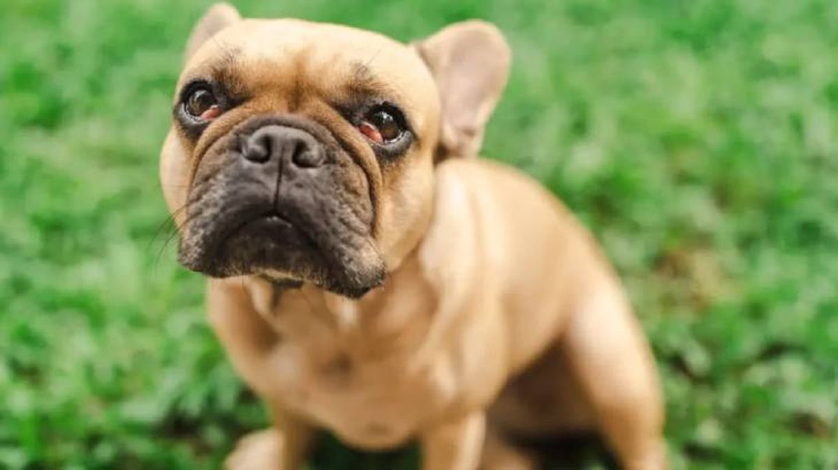 blefaritis en perros 2