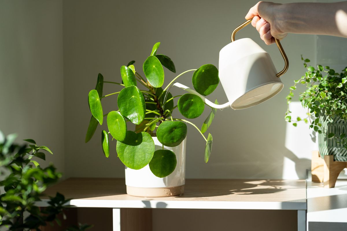 Pilea peperomioides planta dinero china feng shui