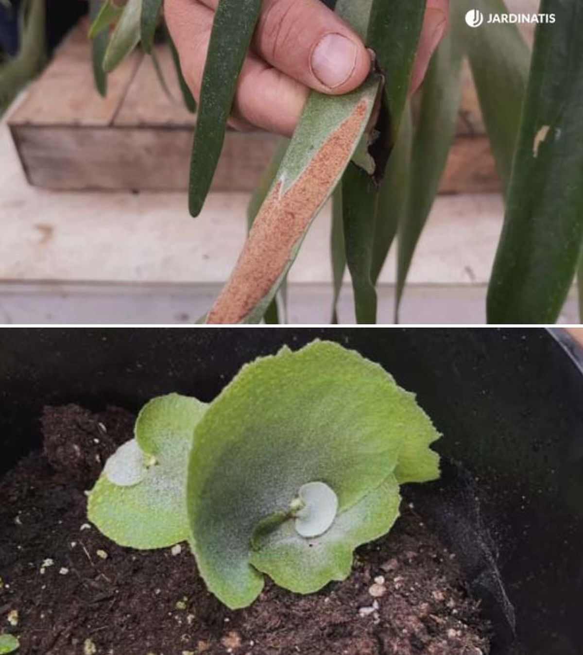 esporas hojas helecho plantulas cuerno de alce jardinatis 21 15