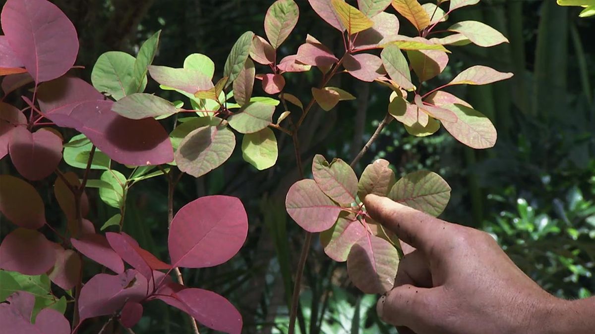 brico 1041 jardin Cotinus coggygria flame