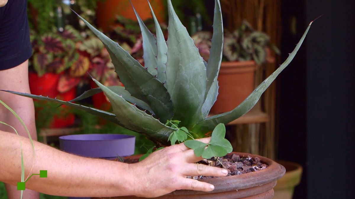 brico 924 3 barrabas oxalis hierbas no procedentes