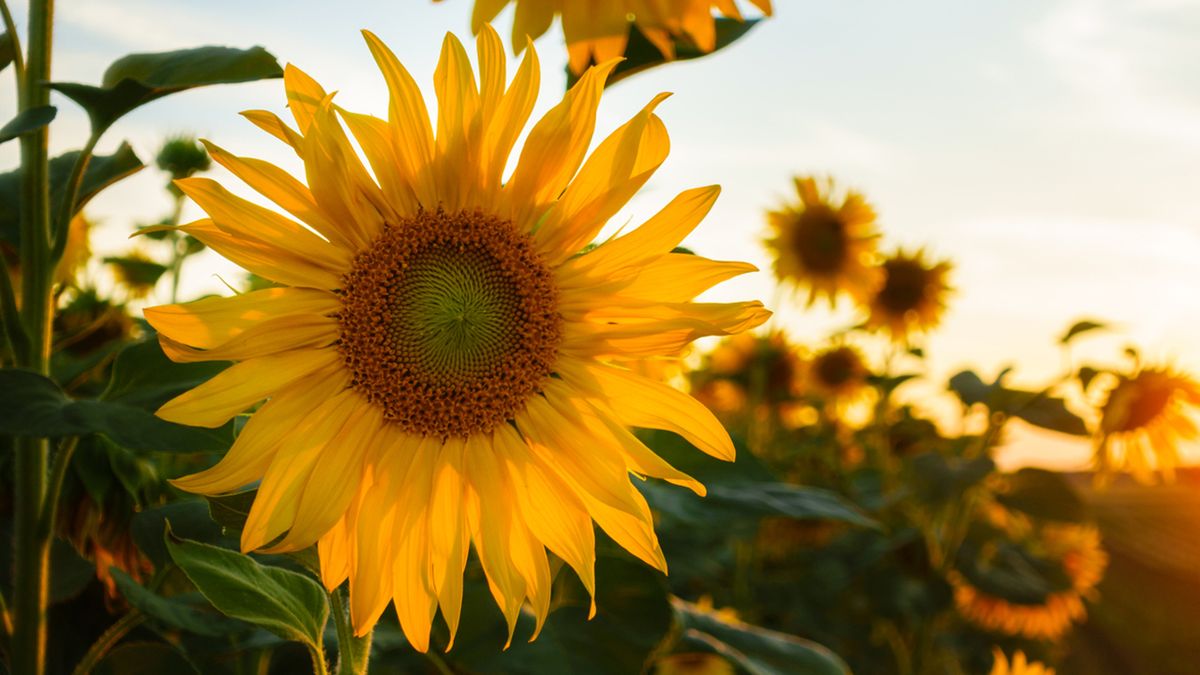girasol consejos cultivo