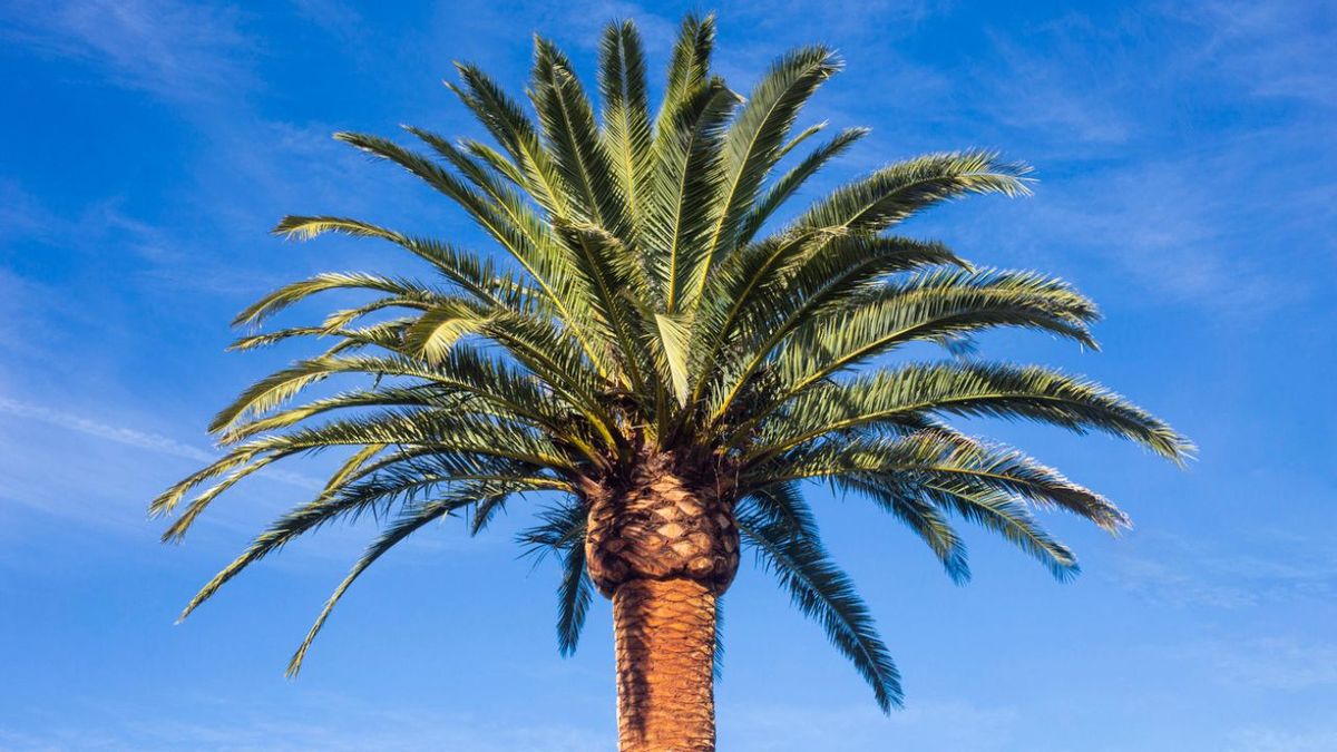 Rhynchophorus ferrugineus ataca a palmeras