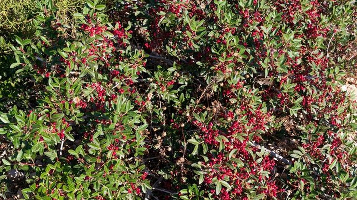 bayas Pistacia lentiscus